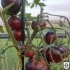 Solanum lycopersicum 'Pebel Starfigher Prime' - Harilik tomat 'Pebel Starfigher Prime' P9/0,55L